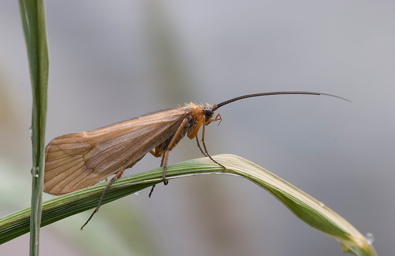 Caddisflies