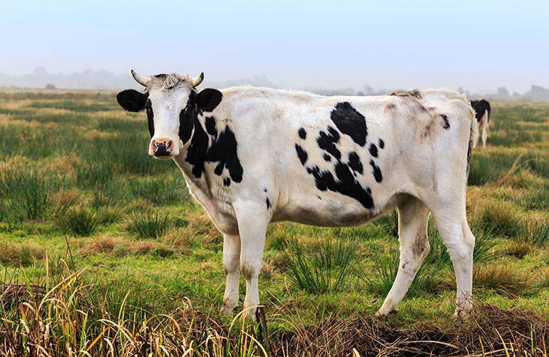 Cows