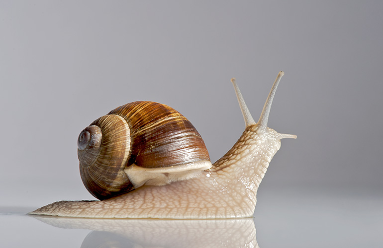 Snails