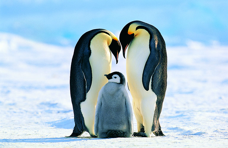 Emperor penguins