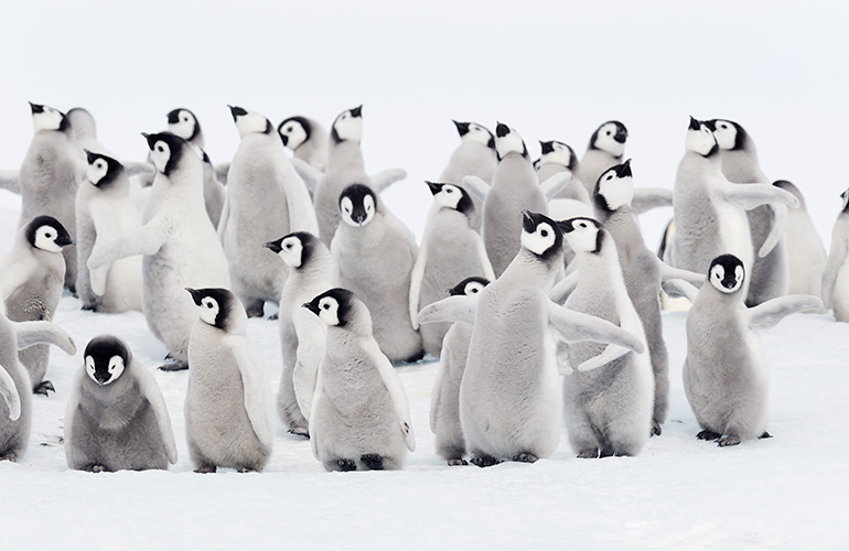 Even more penguins