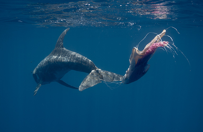 Plastic entanglement kills marine life
