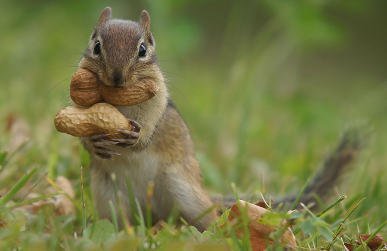 Squirrels