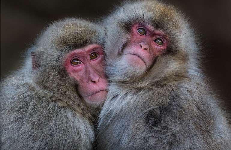 Macaques
