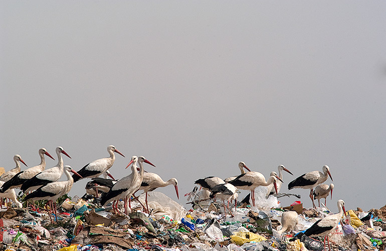Seabirds are ingesting plastic