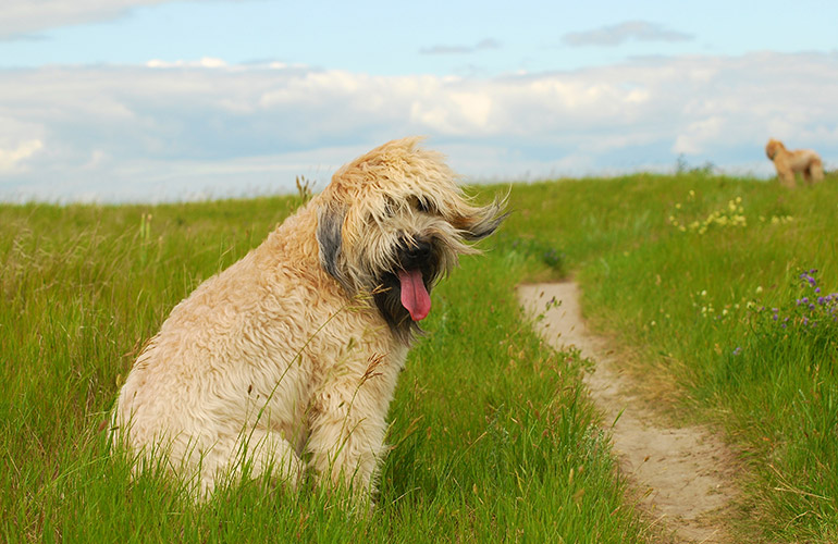 Soft Coated Wheaton terrier