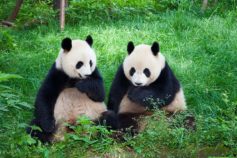 45 interesting facts about your favourite animals
