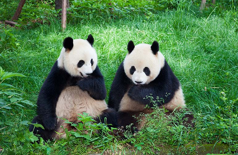 Giant pandas