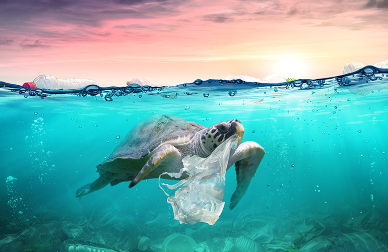 Plastic’s chemicals can harm marine life