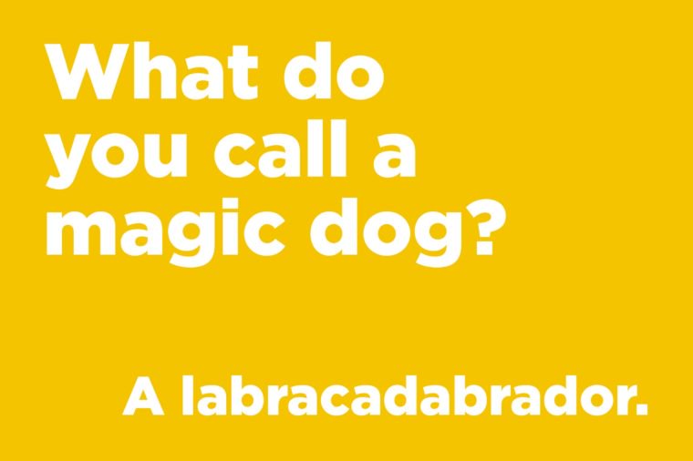 What do you call a magic dog?