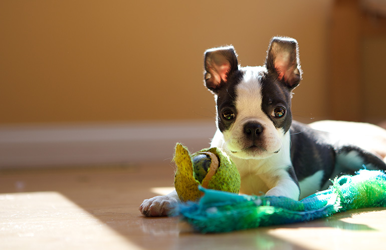 Boston terrier