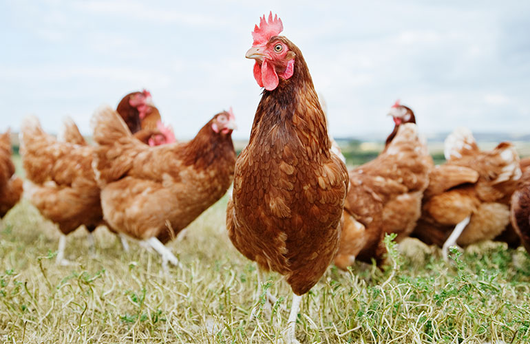 Chickens