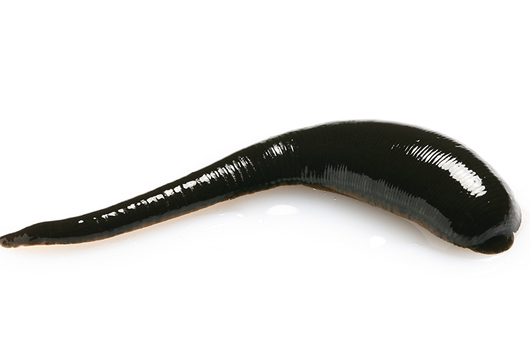Leeches
