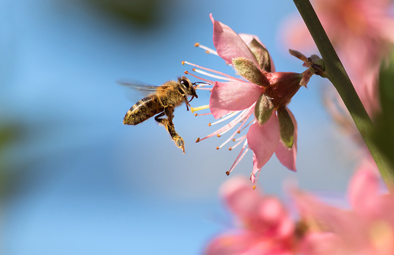 Honeybees