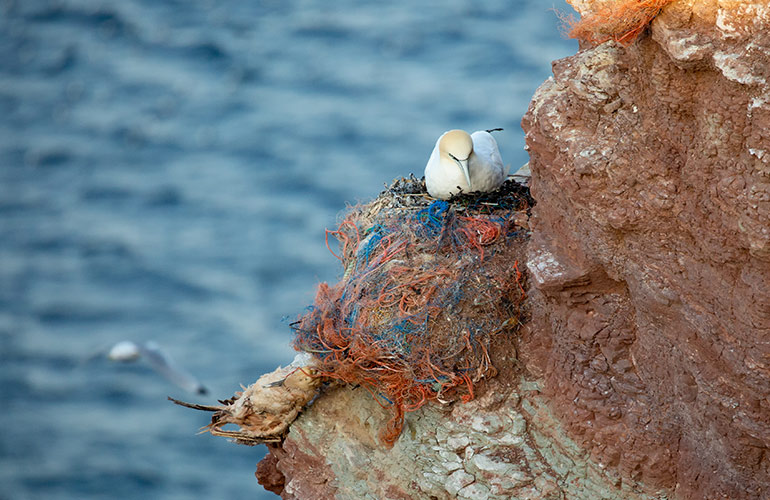 Marine animals are suffering