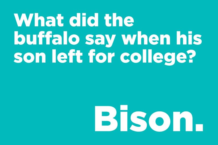 What did the buffalo say when his son left for college?