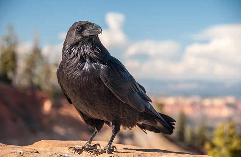Crows