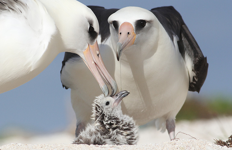 Laysan Albatross babies are dying