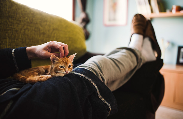 How can you show affection for your cat without kissing it?