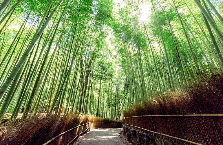 Arashiyama Bamboo Gardens, Kyoto, Japan