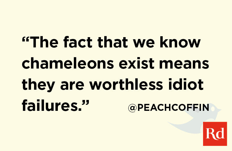 1. Chameleons