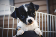 Can you guess the dog breed based on its puppy picture?