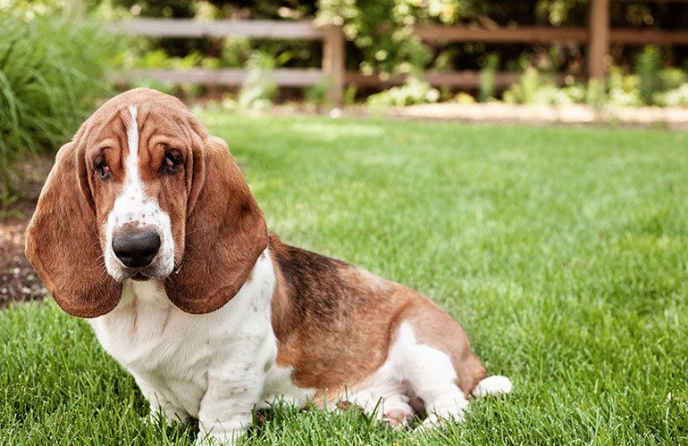 Basset hound