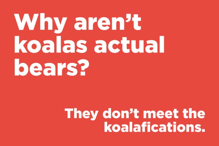 Why aren’t koalas actual bears?