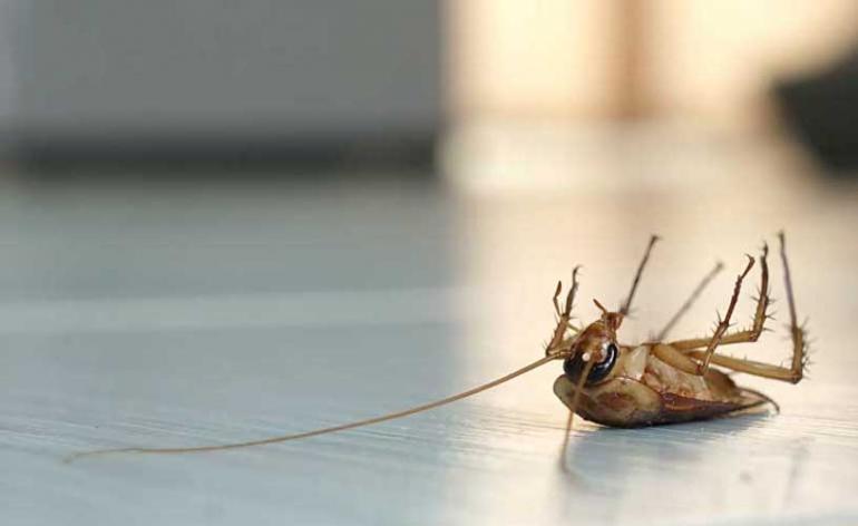 9. Get rid of roaches: Use sugar and baking soda