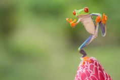 28 amazing wildlife encounters