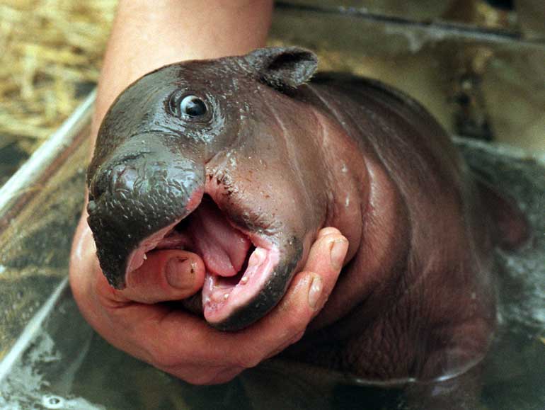1. Fiona the hippo