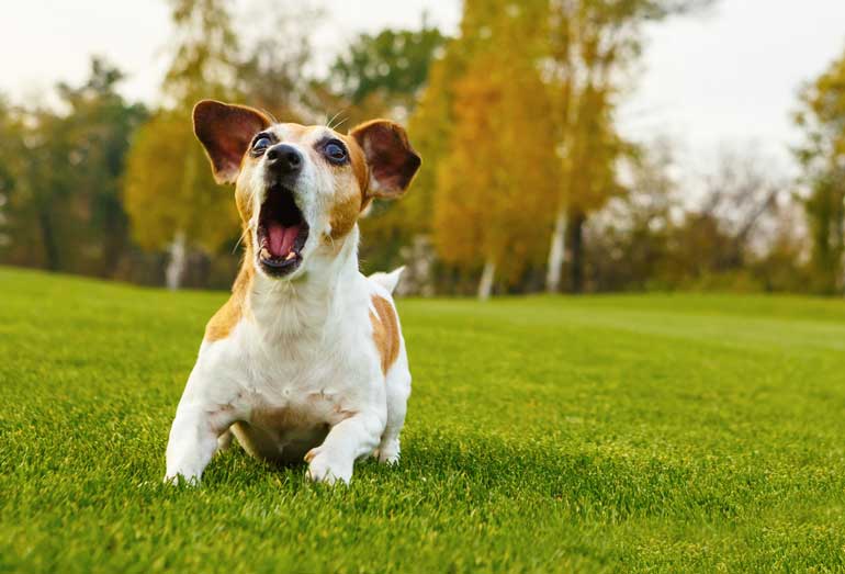 5. Understand that some barking is appropriate