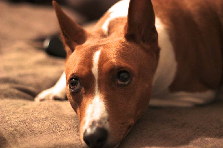 1. Basenji