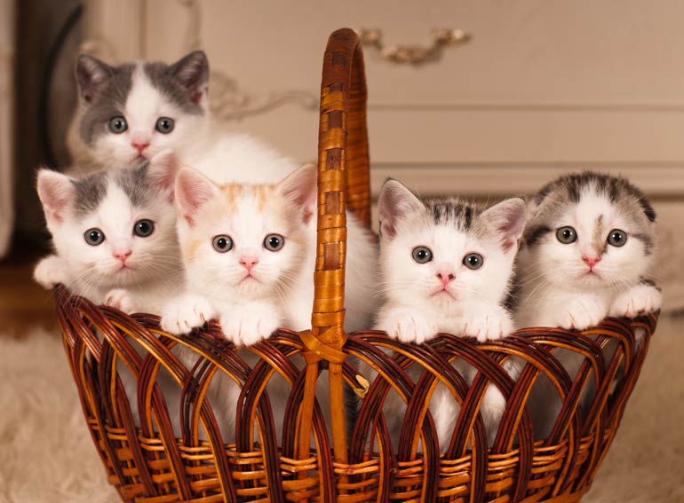 9. Other cats