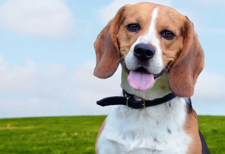 6. A calm, relaxed home can help your dog feel less stressed