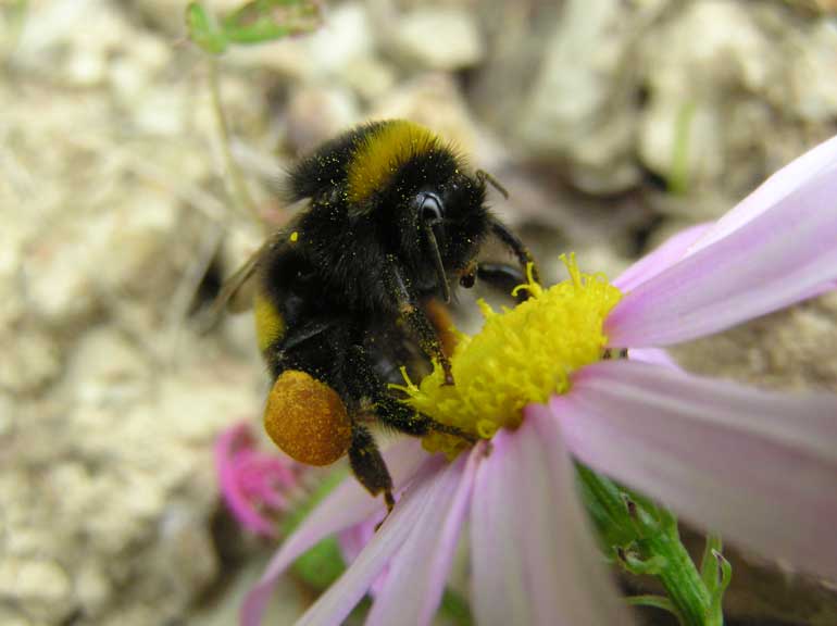7. Bees hold dance-offs