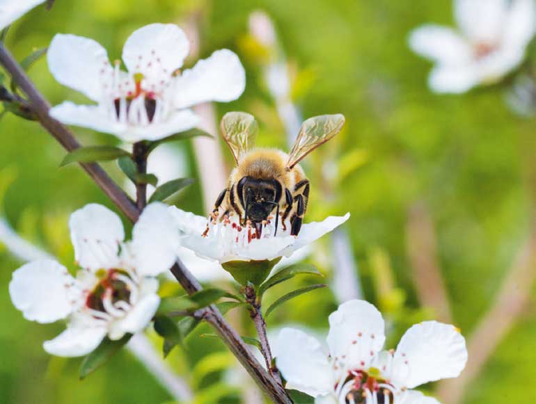 Healing benefits of manuka honey