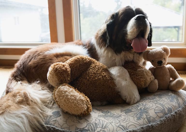 10. Saint Bernard