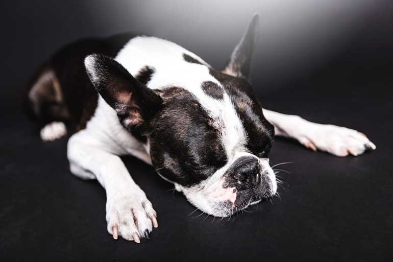 Boston Terrier