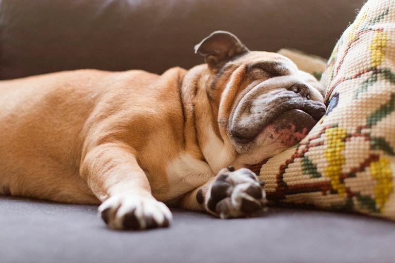 4. Bulldogs and French bulldogs