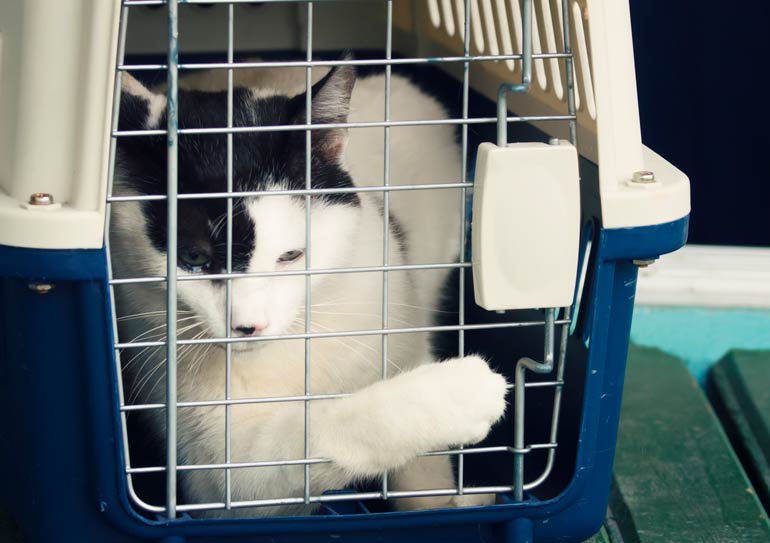 7. Cat carriers