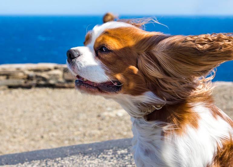 6. Cavalier King Charles spaniel