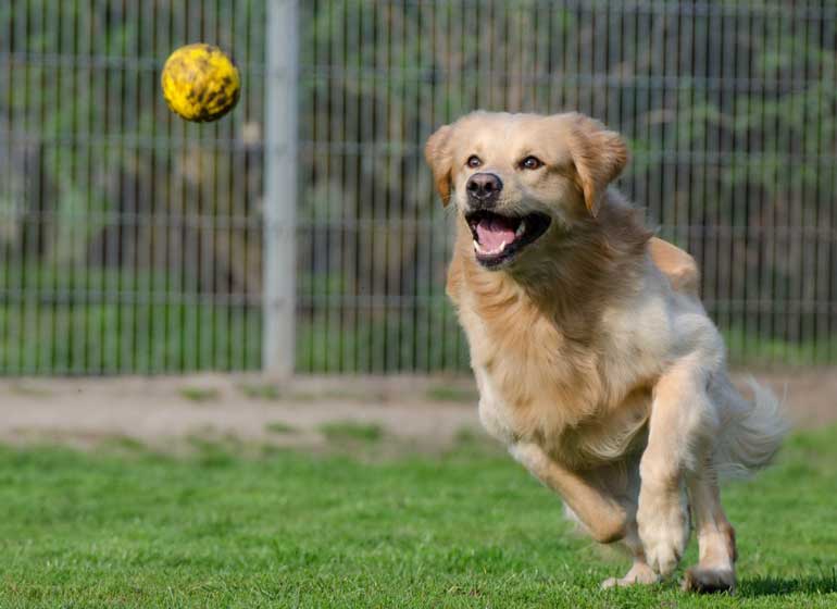 3. If your dog is old, don't throw a ball too much