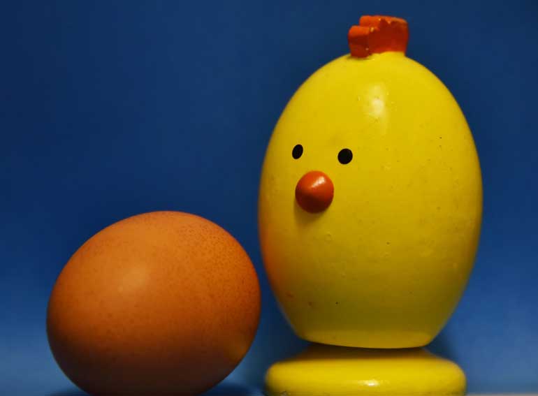 14. Which came first, the chicken or the egg?