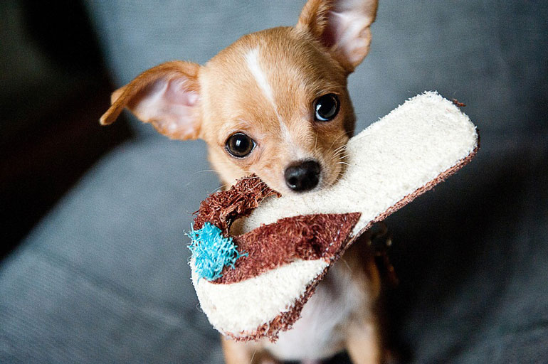 Chihuahua
