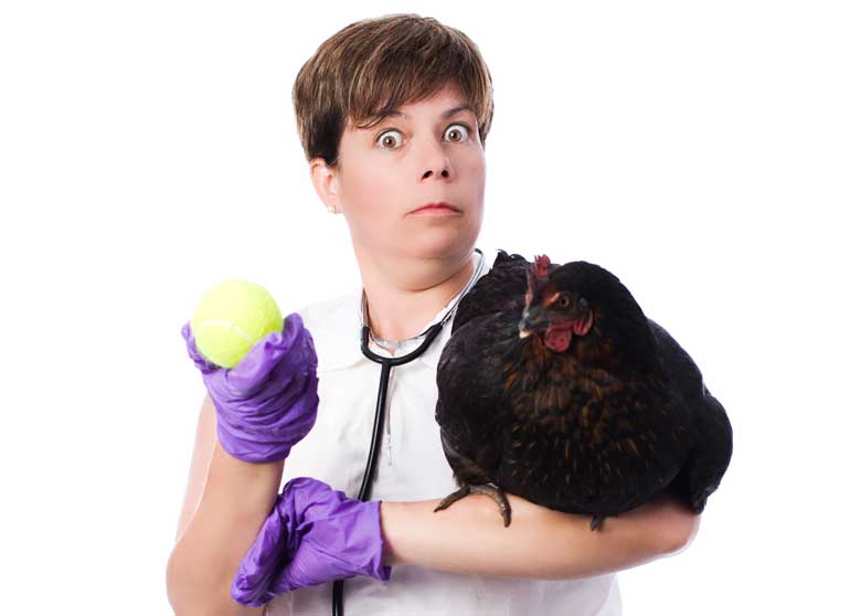 4. Veterinary care