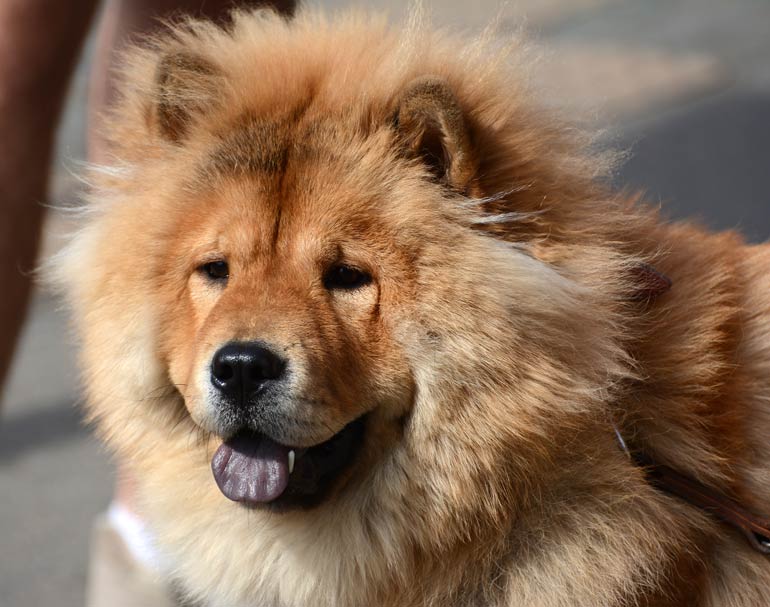 11. Chow Chow