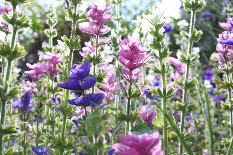 4. Clary Sage