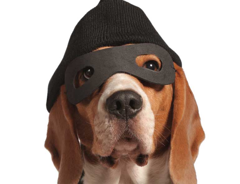 3. Bad Dog