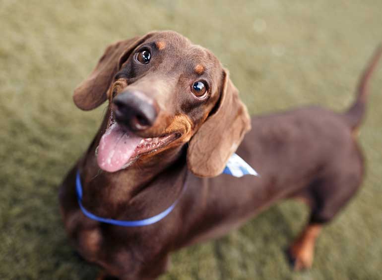 Dachshund